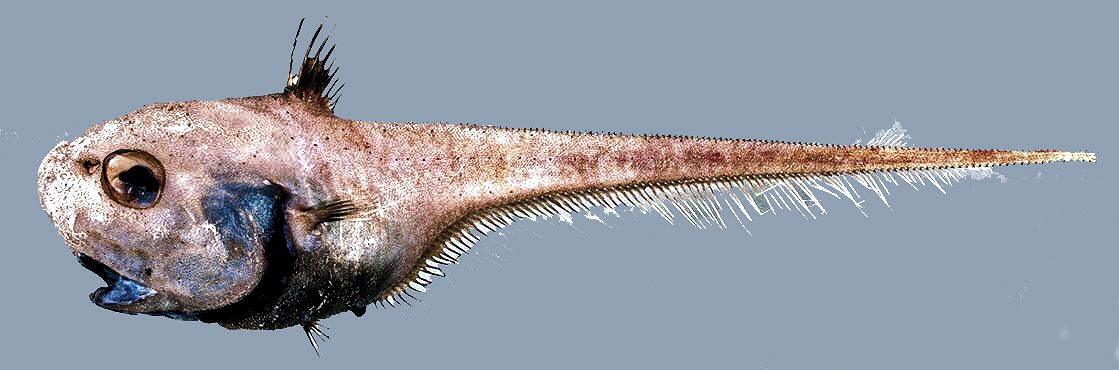 Cetonurus globiceps_44